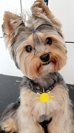 Psia Kość Studio Psiej Urody